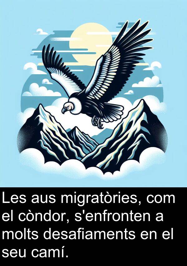 camí: Les aus migratòries, com el còndor, s'enfronten a molts desafiaments en el seu camí.