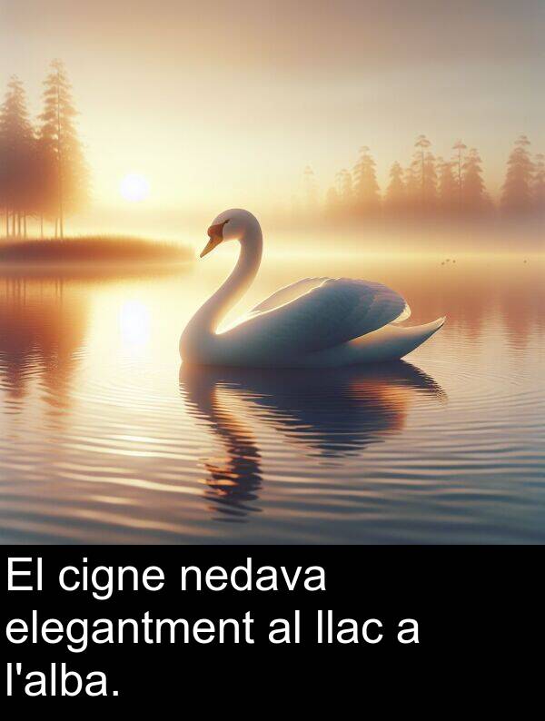 nedava: El cigne nedava elegantment al llac a l'alba.
