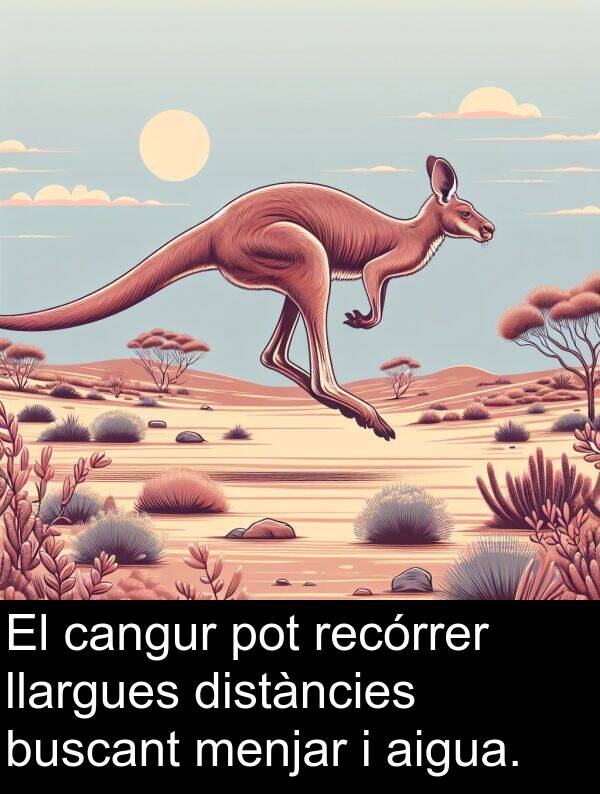 cangur: El cangur pot recórrer llargues distàncies buscant menjar i aigua.