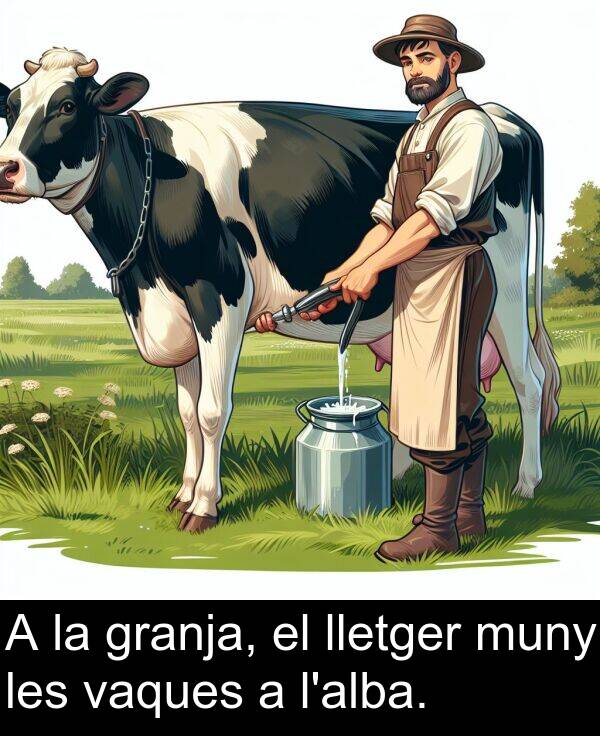les: A la granja, el lletger muny les vaques a l'alba.