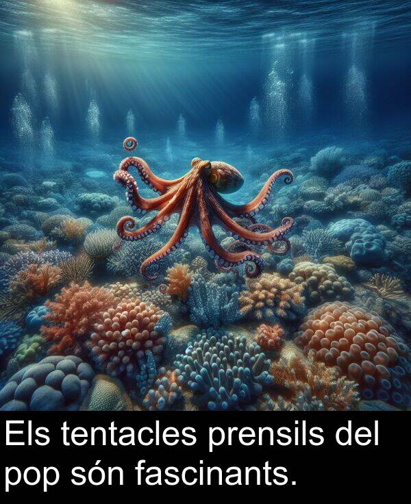 tentacles: Els tentacles prensils del pop són fascinants.