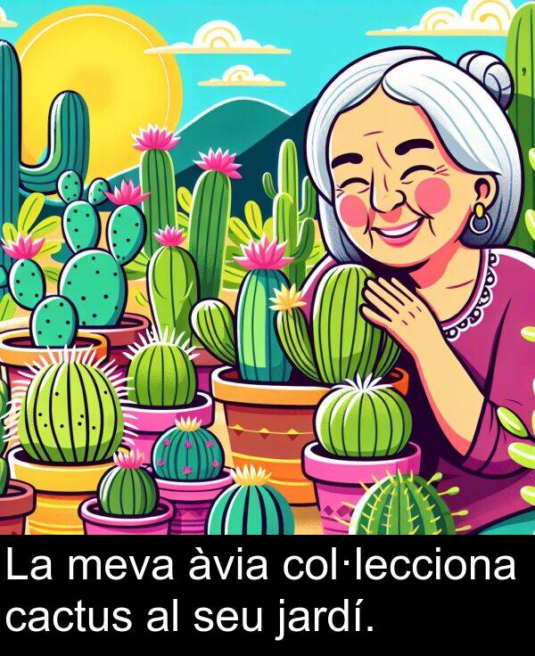 cactus: La meva àvia col·lecciona cactus al seu jardí.