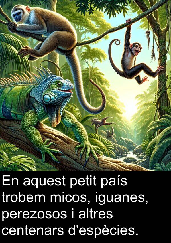 iguanes: En aquest petit país trobem micos, iguanes, perezosos i altres centenars d'espècies.