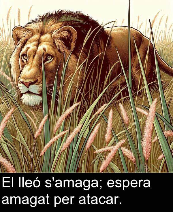 lleó: El lleó s'amaga; espera amagat per atacar.