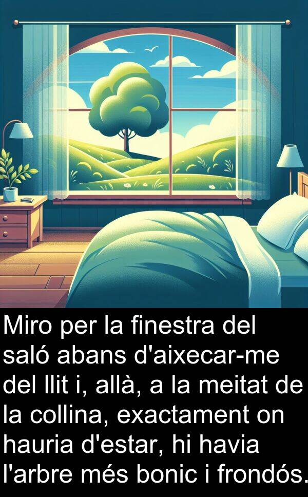 hauria: Miro per la finestra del saló abans d'aixecar-me del llit i, allà, a la meitat de la collina, exactament on hauria d'estar, hi havia l'arbre més bonic i frondós.
