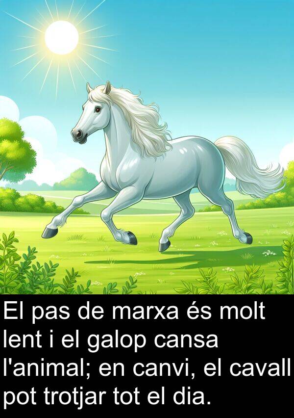 cansa: El pas de marxa és molt lent i el galop cansa l'animal; en canvi, el cavall pot trotjar tot el dia.