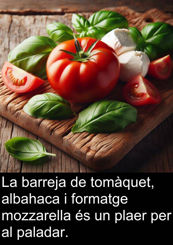 albahaca: La barreja de tomàquet, albahaca i formatge mozzarella és un plaer per al paladar.