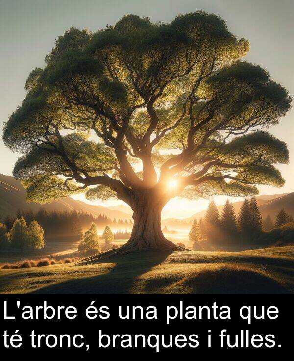 planta: L'arbre és una planta que té tronc, branques i fulles.