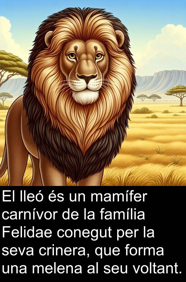 lleó: El lleó és un mamífer carnívor de la família Felidae conegut per la seva crinera, que forma una melena al seu voltant.