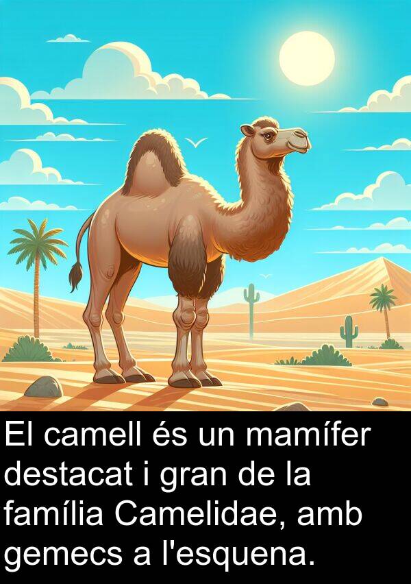 mamífer: El camell és un mamífer destacat i gran de la família Camelidae, amb gemecs a l'esquena.