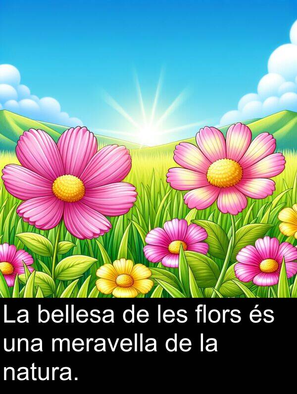 natura: La bellesa de les flors és una meravella de la natura.