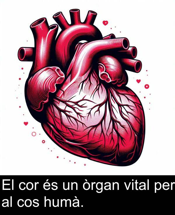 cos: El cor és un òrgan vital per al cos humà.