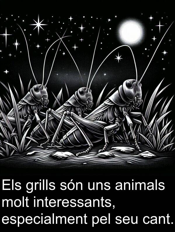 cant: Els grills són uns animals molt interessants, especialment pel seu cant.