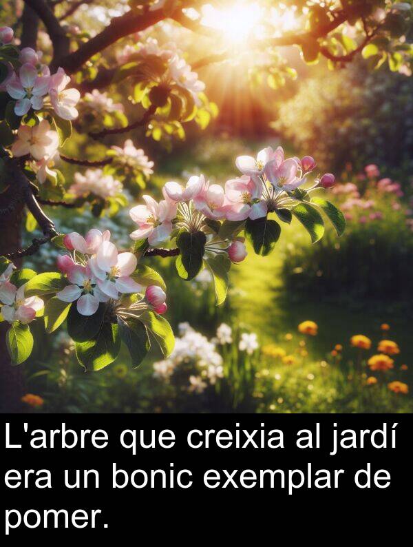 bonic: L'arbre que creixia al jardí era un bonic exemplar de pomer.
