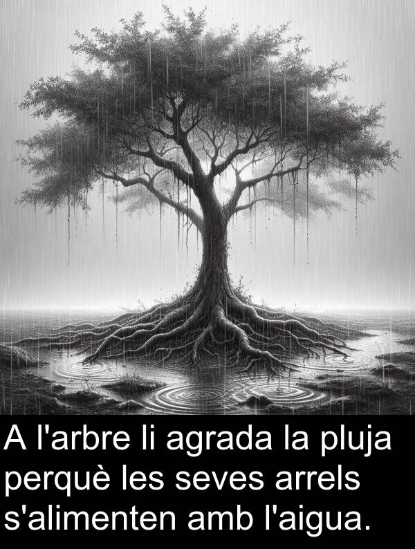 arrels: A l'arbre li agrada la pluja perquè les seves arrels s'alimenten amb l'aigua.