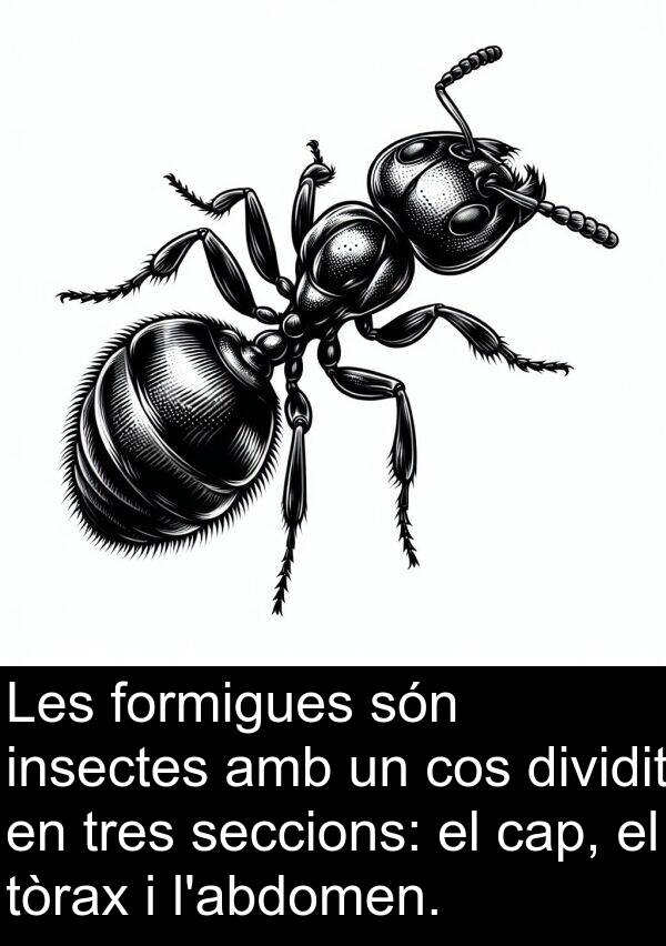 formigues: Les formigues són insectes amb un cos dividit en tres seccions: el cap, el tòrax i l'abdomen.