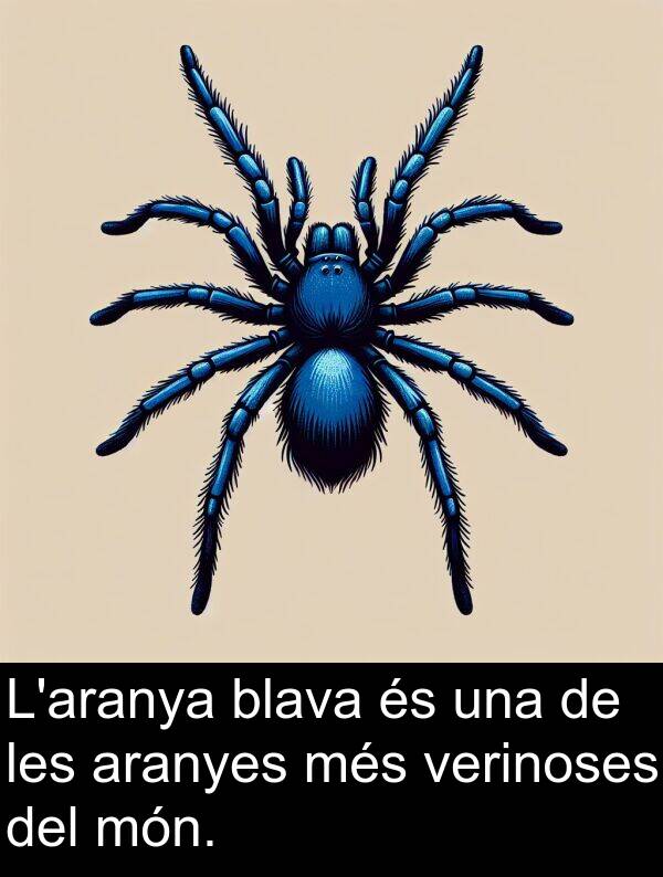 blava: L'aranya blava és una de les aranyes més verinoses del món.