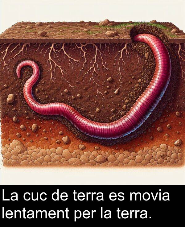 terra: La cuc de terra es movia lentament per la terra.