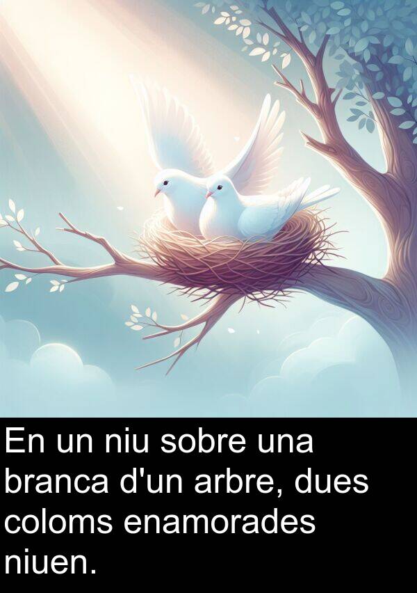 niuen: En un niu sobre una branca d'un arbre, dues coloms enamorades niuen.