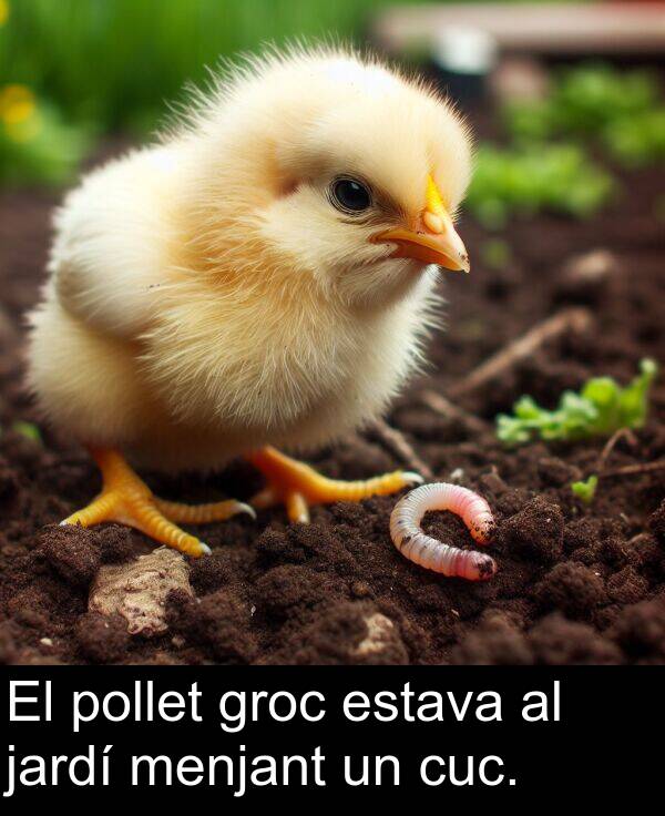 pollet: El pollet groc estava al jardí menjant un cuc.