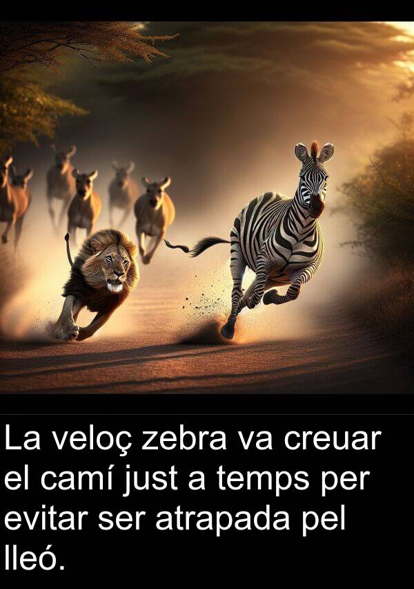 lleó: La veloç zebra va creuar el camí just a temps per evitar ser atrapada pel lleó.
