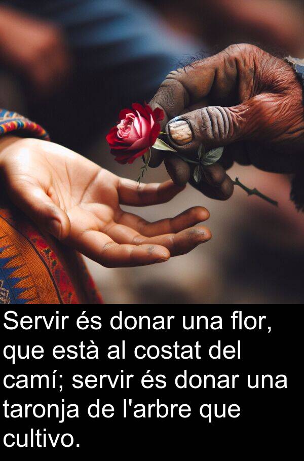 taronja: Servir és donar una flor, que està al costat del camí; servir és donar una taronja de l'arbre que cultivo.
