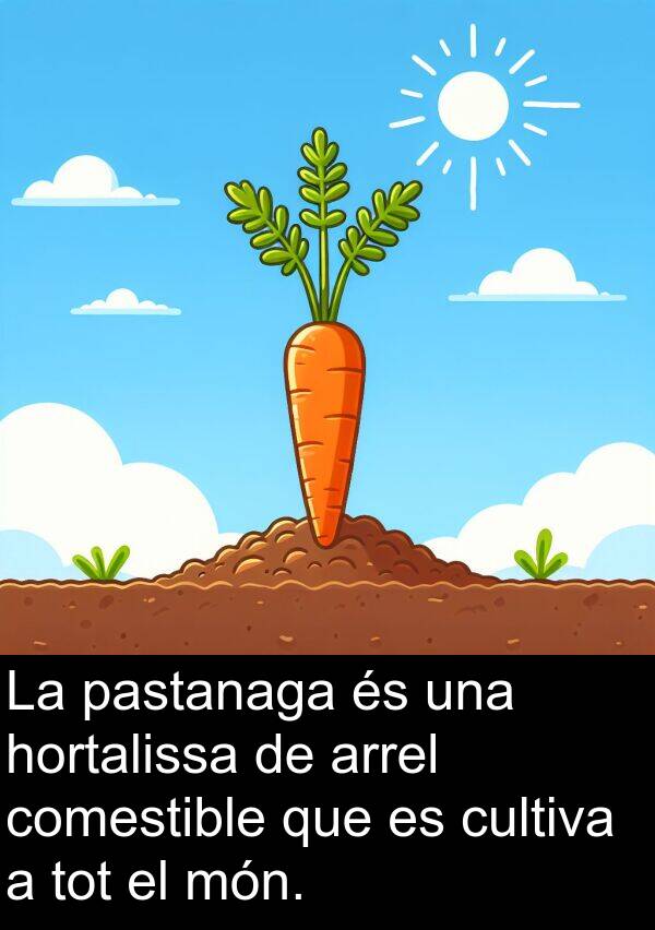 cultiva: La pastanaga és una hortalissa de arrel comestible que es cultiva a tot el món.