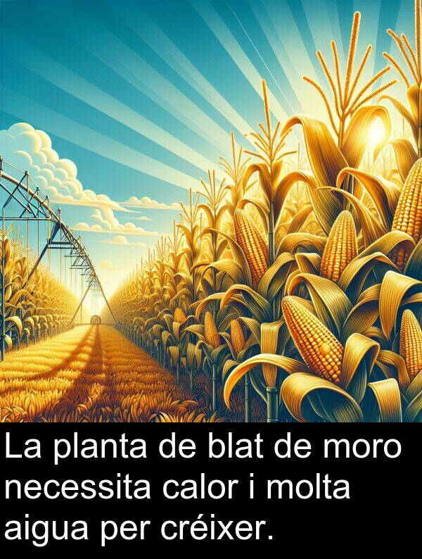 necessita: La planta de blat de moro necessita calor i molta aigua per créixer.