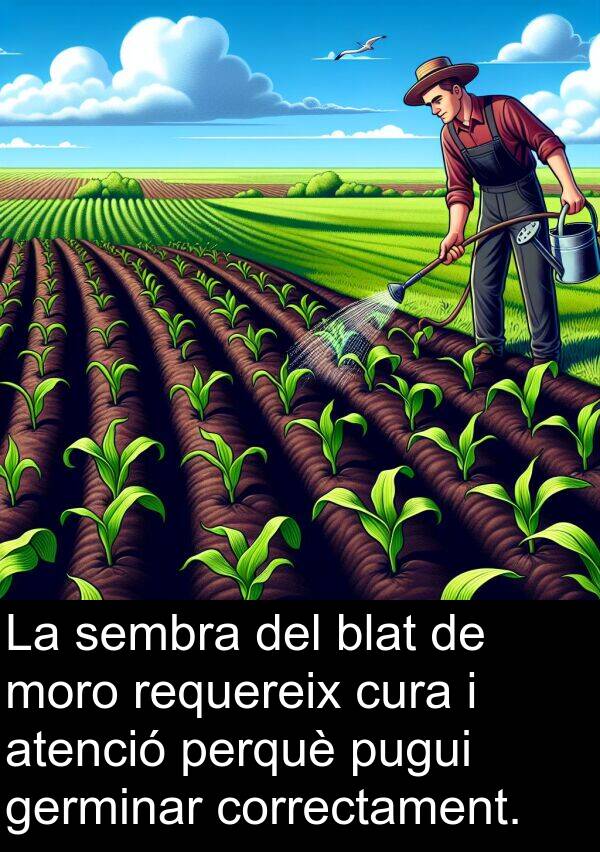 germinar: La sembra del blat de moro requereix cura i atenció perquè pugui germinar correctament.