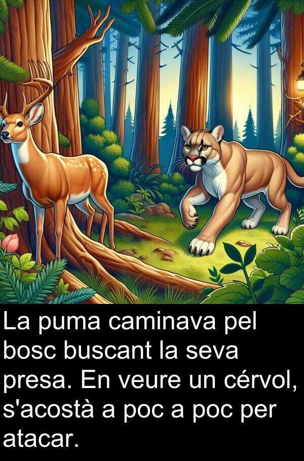 caminava: La puma caminava pel bosc buscant la seva presa. En veure un cérvol, s'acostà a poc a poc per atacar.