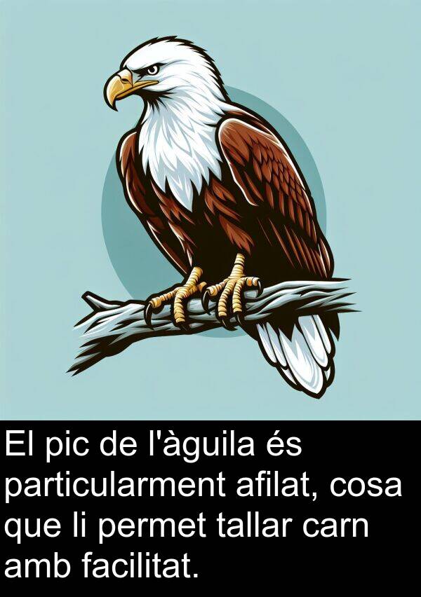 cosa: El pic de l'àguila és particularment afilat, cosa que li permet tallar carn amb facilitat.