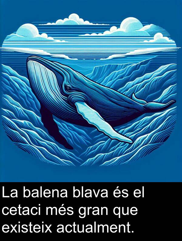balena: La balena blava és el cetaci més gran que existeix actualment.