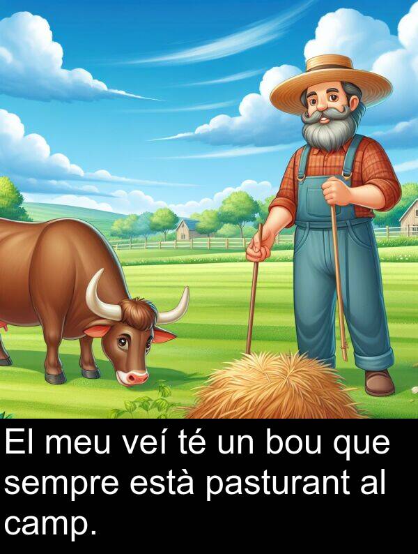 està: El meu veí té un bou que sempre està pasturant al camp.