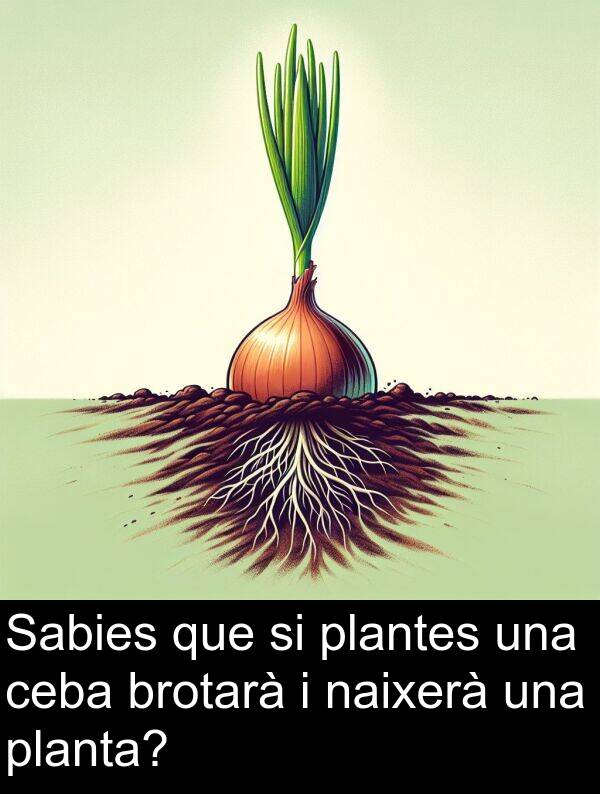 naixerà: Sabies que si plantes una ceba brotarà i naixerà una planta?