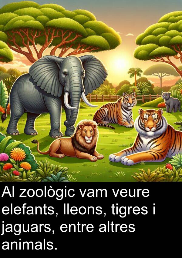 lleons: Al zoològic vam veure elefants, lleons, tigres i jaguars, entre altres animals.