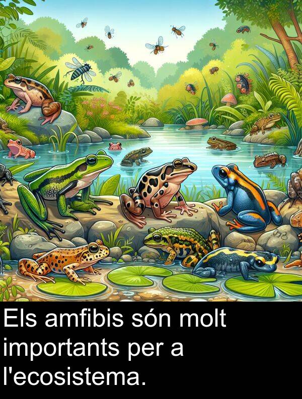 són: Els amfibis són molt importants per a l'ecosistema.