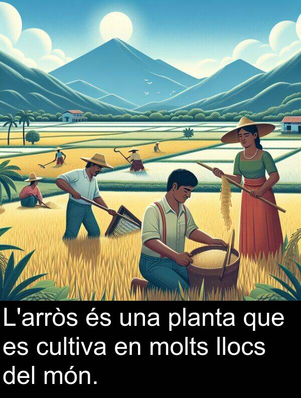 cultiva: L'arròs és una planta que es cultiva en molts llocs del món.