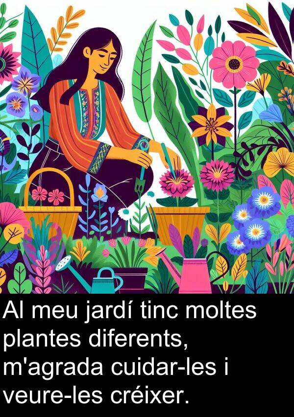 tinc: Al meu jardí tinc moltes plantes diferents, m'agrada cuidar-les i veure-les créixer.
