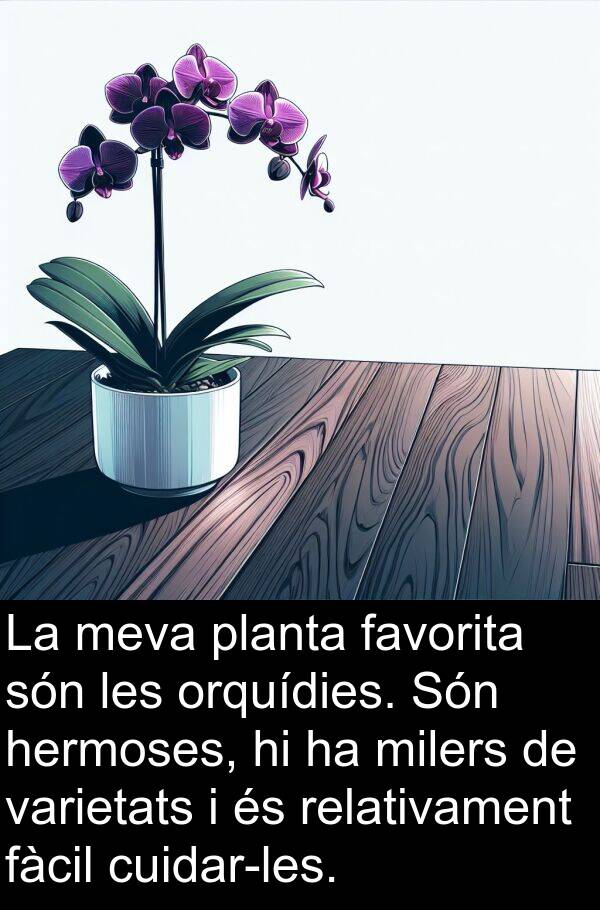 planta: La meva planta favorita són les orquídies. Són hermoses, hi ha milers de varietats i és relativament fàcil cuidar-les.
