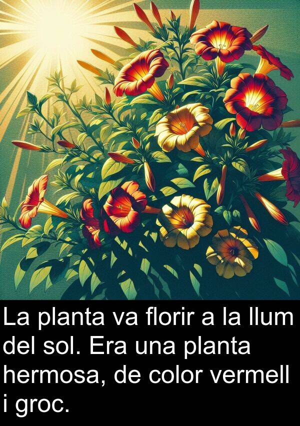 llum: La planta va florir a la llum del sol. Era una planta hermosa, de color vermell i groc.