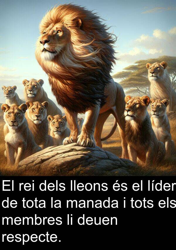 lleons: El rei dels lleons és el líder de tota la manada i tots els membres li deuen respecte.