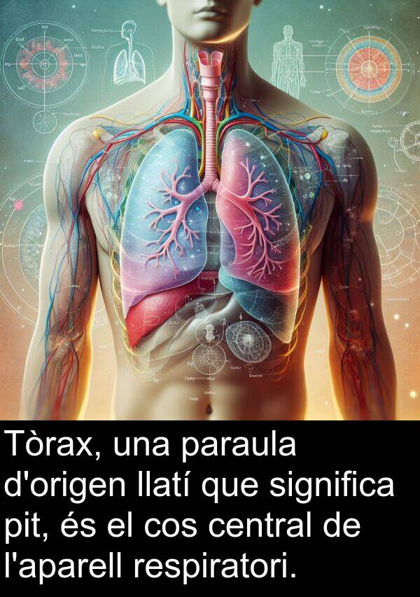 cos: Tòrax, una paraula d'origen llatí que significa pit, és el cos central de l'aparell respiratori.
