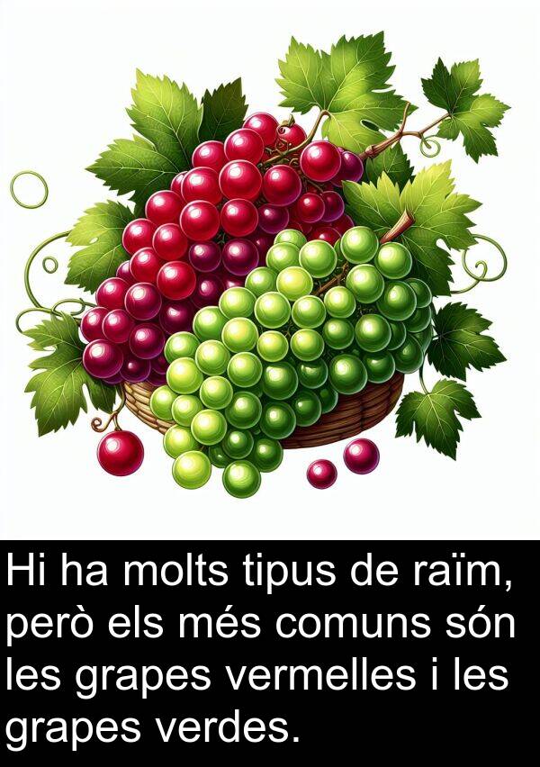 verdes: Hi ha molts tipus de raïm, però els més comuns són les grapes vermelles i les grapes verdes.