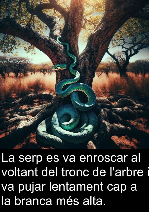 enroscar: La serp es va enroscar al voltant del tronc de l'arbre i va pujar lentament cap a la branca més alta.