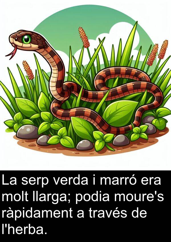 verda: La serp verda i marró era molt llarga; podia moure's ràpidament a través de l'herba.