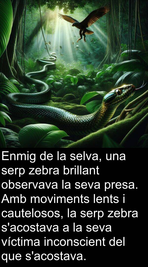 observava: Enmig de la selva, una serp zebra brillant observava la seva presa. Amb moviments lents i cautelosos, la serp zebra s'acostava a la seva víctima inconscient del que s'acostava.
