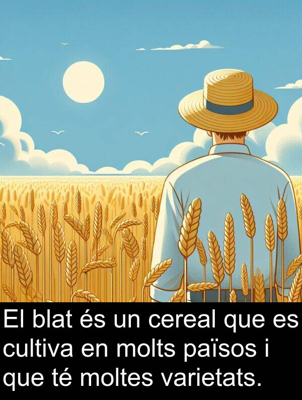 cultiva: El blat és un cereal que es cultiva en molts països i que té moltes varietats.