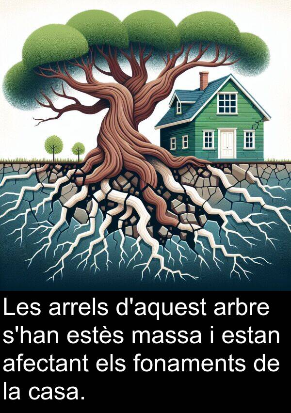 arrels: Les arrels d'aquest arbre s'han estès massa i estan afectant els fonaments de la casa.