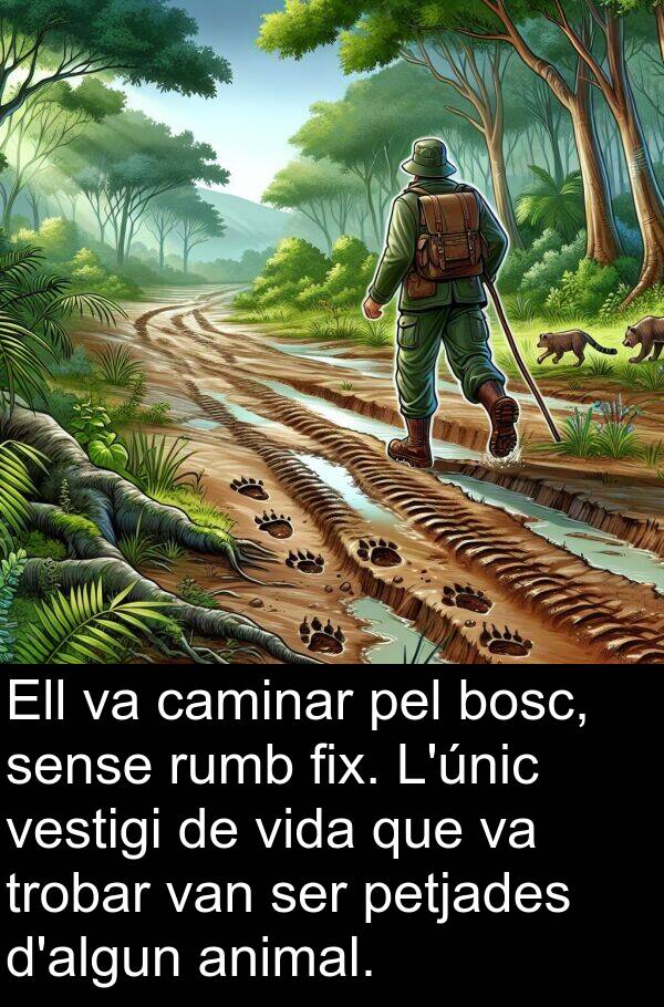 caminar: Ell va caminar pel bosc, sense rumb fix. L'únic vestigi de vida que va trobar van ser petjades d'algun animal.