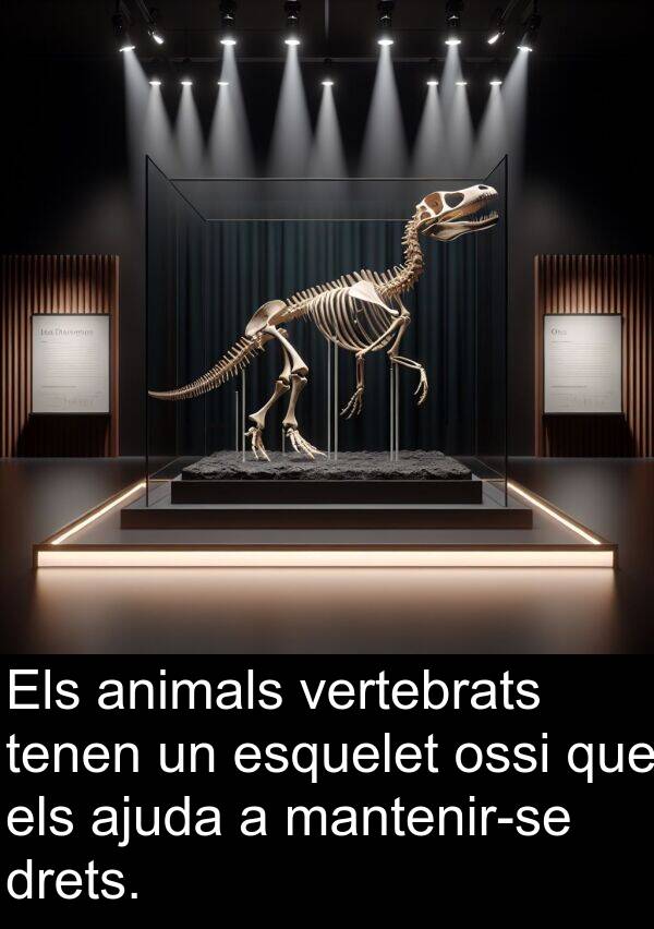 esquelet: Els animals vertebrats tenen un esquelet ossi que els ajuda a mantenir-se drets.